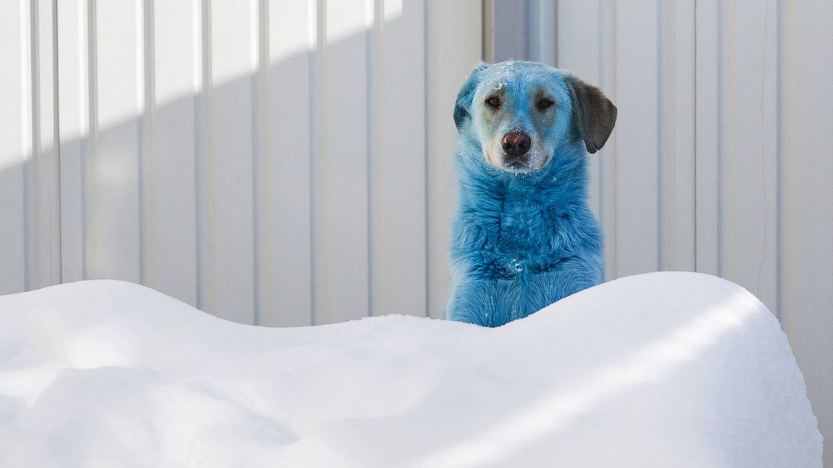 Fotky: Záhadně zbarvení psi se potulují Ruskem
